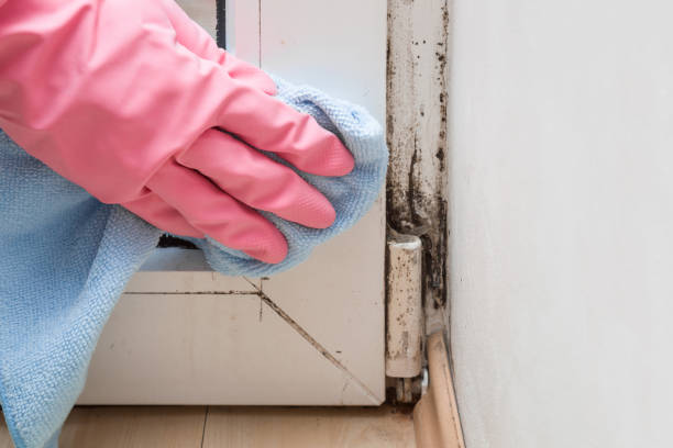 Trusted Weston, NJ Mold Removal Experts