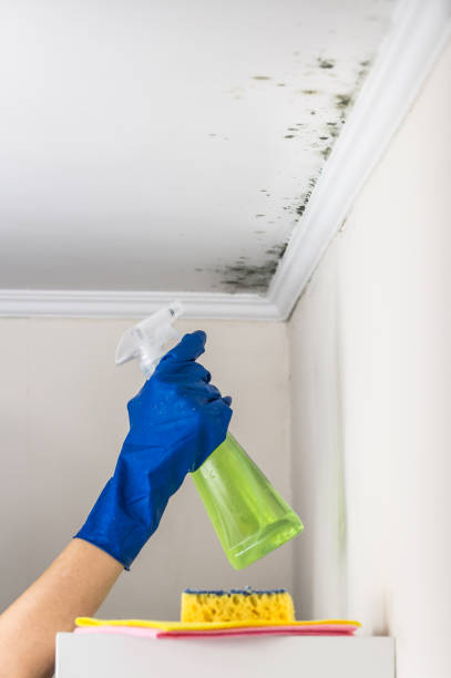 Best Certified Mold Removal  in Weston, NJ